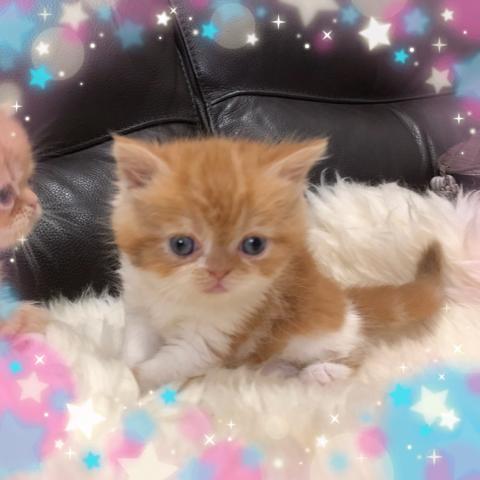 エキゾチックショートヘアー