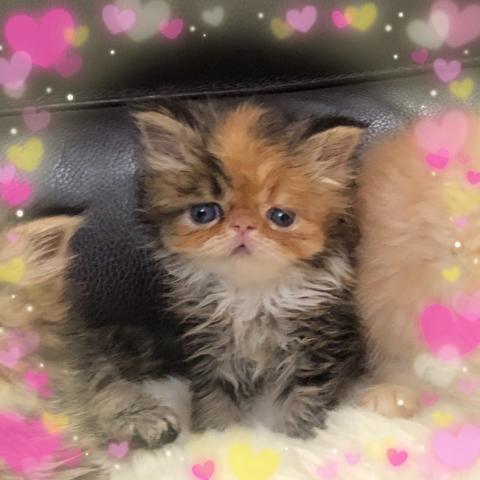 エキゾチックショートヘアー