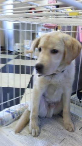 ラブラドールレトリーバー