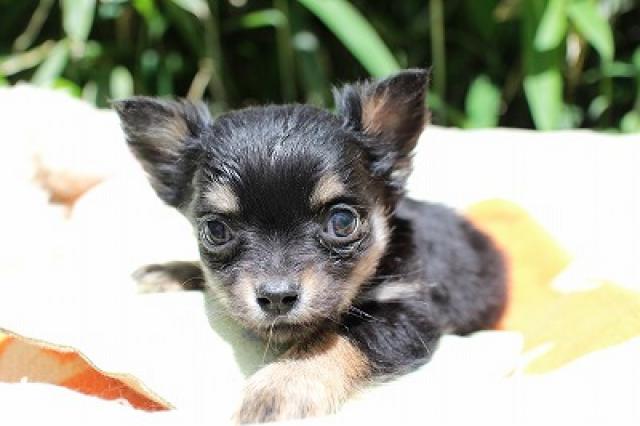 チワワ（ロングコート）