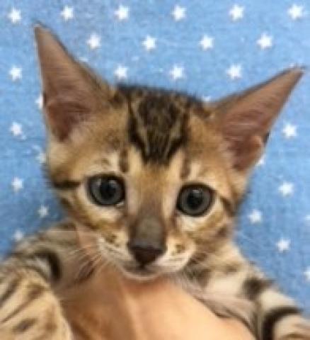 ベンガル