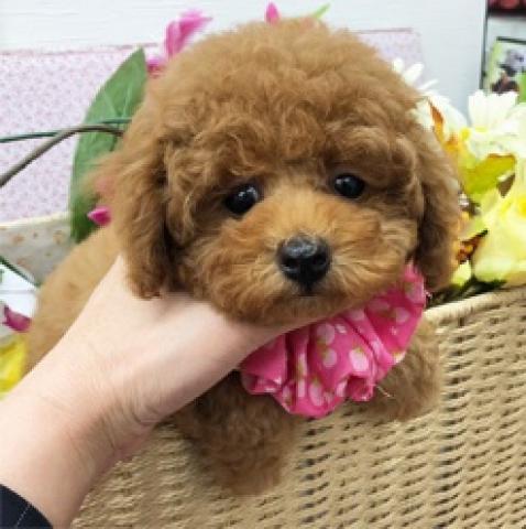 トイプードル