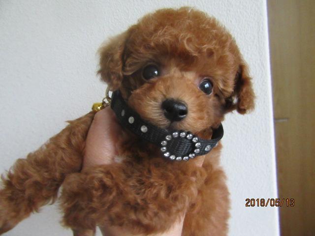 トイプードル小ぶりタイニー予想