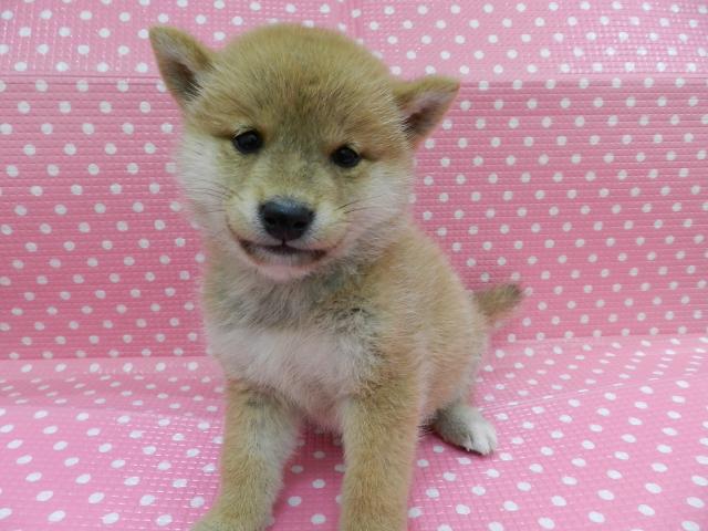 柴犬