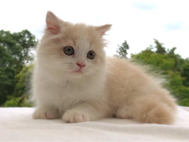 マンチカン【足長】