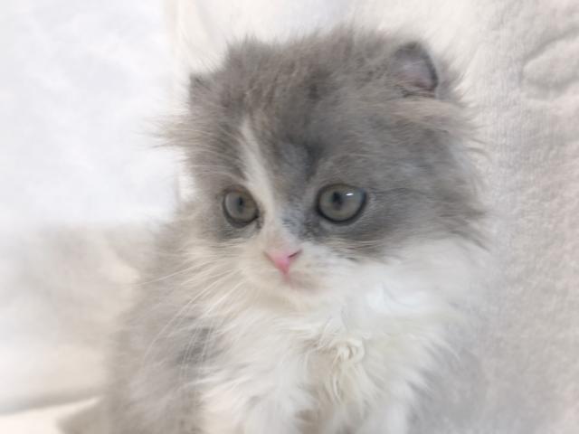 マンチカン【足長】