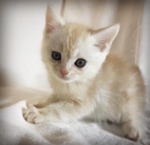 マンチカン【足長】