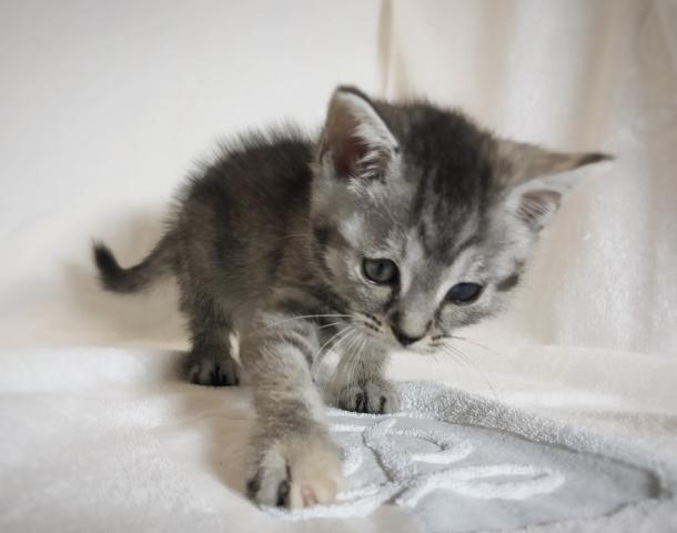 マンチカン【足長】