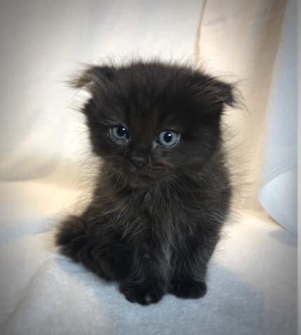 耳折れスコティッシュ