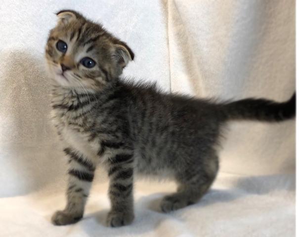 耳折れスコティッシュ