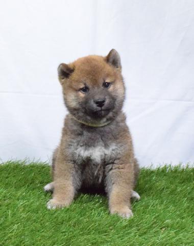 柴犬