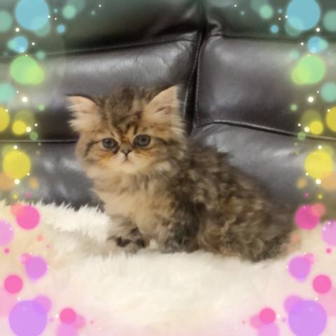 エキゾチックショートヘアー