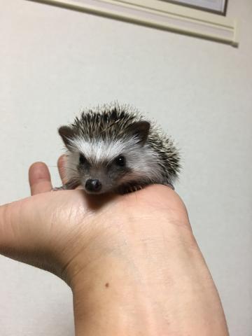 ピグミーヘッジホッグ ソルトアンドペッパー