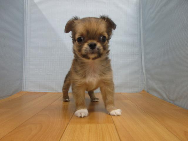 チワワ(ロングコート)