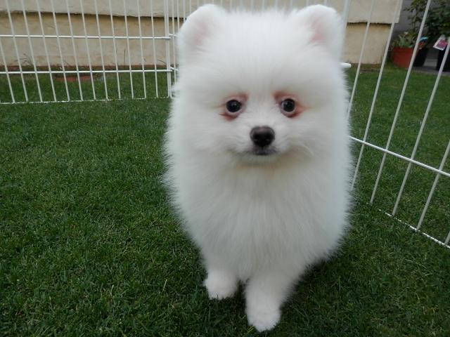 ポメラニアン
