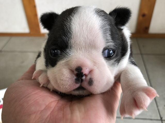 ボストンテリア