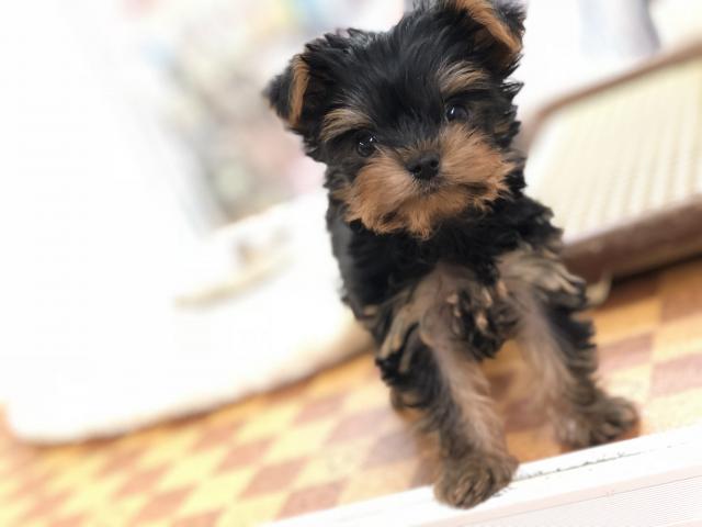 ヨークシャーテリア