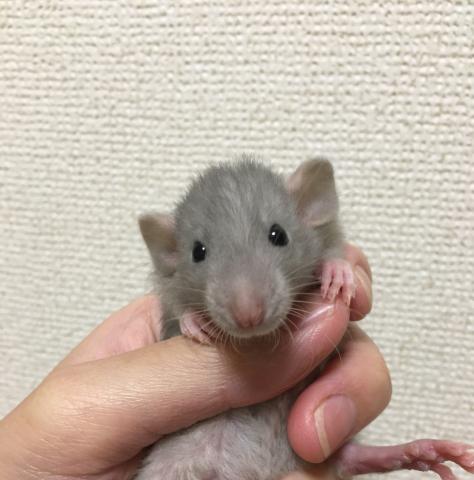 ブルーレッキスダンボラット  