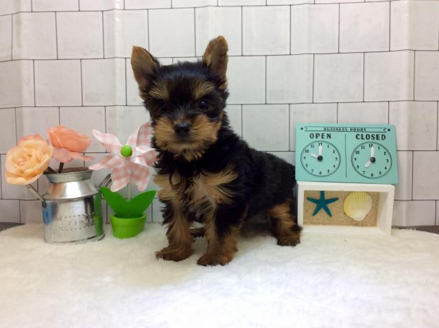 ヨークシャーテリア