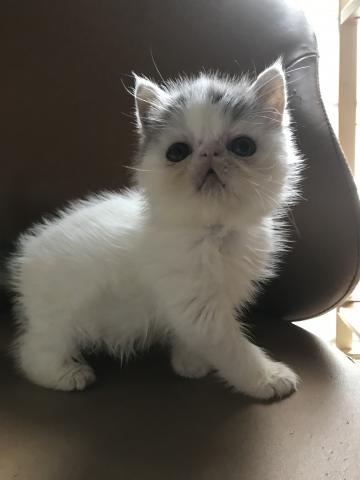 エキゾチックショートヘアー