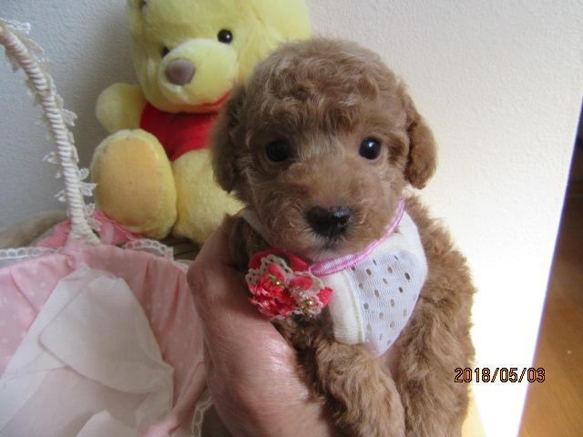 トイプードル小ぶりタイニー予想