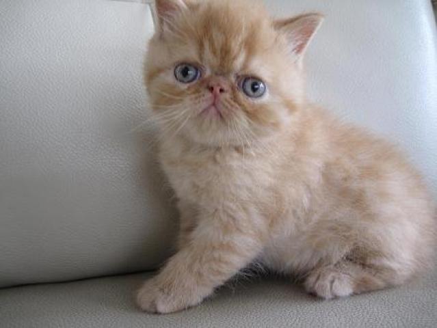 エキゾチックショートヘアー