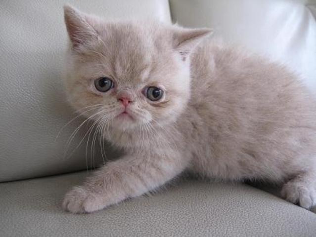 エキゾチックショートヘアー