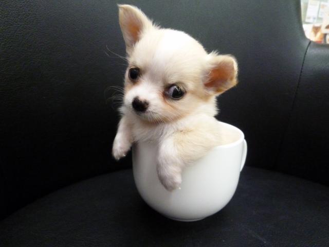 チワワ ロングコート 極小サイズ 生後５ヶ月1124ｇ 子犬や子猫たちのペット販売情報が満載 ペットステーション