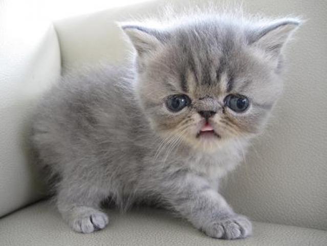 エキゾチックショートヘアー