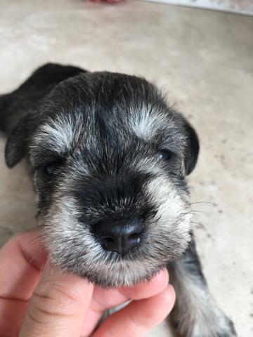 ミニチュアシュナウザー