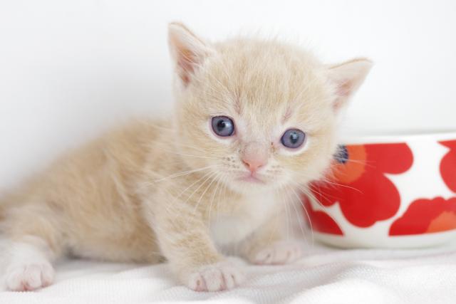 ミヌエット（旧ナポレオン）