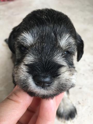 ミニチュアシュナウザー