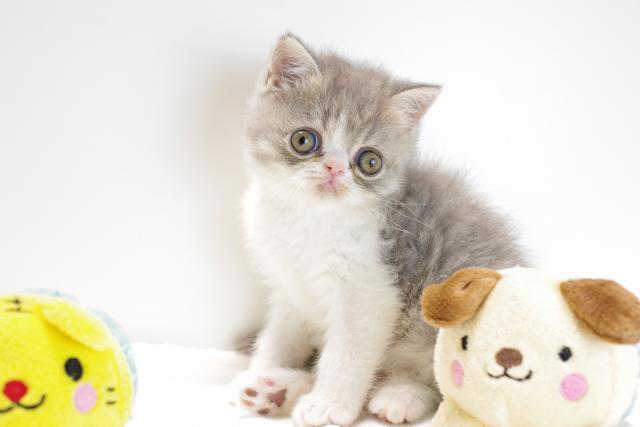 エキゾチックショートヘアー