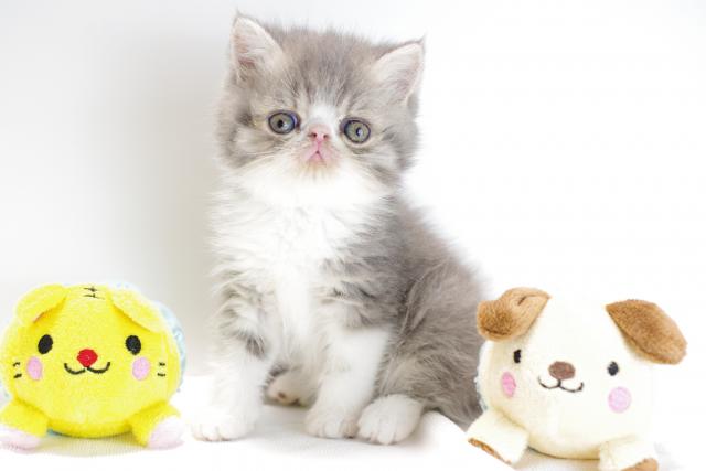 エキゾチックショートヘアー