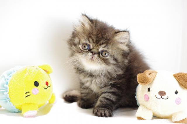 エキゾチックロングヘアー