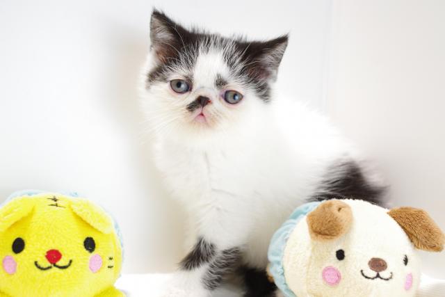 エキゾチックショートヘアー