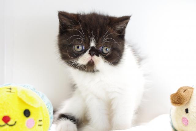 エキゾチックショートヘアー