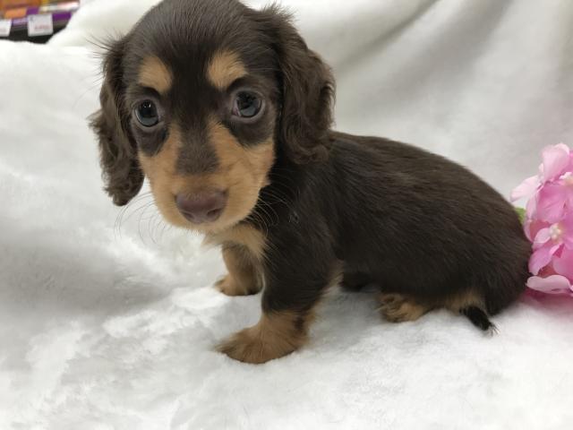 カニンヘンダックスフンド