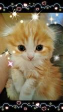 AKI ~子猫のおうち~