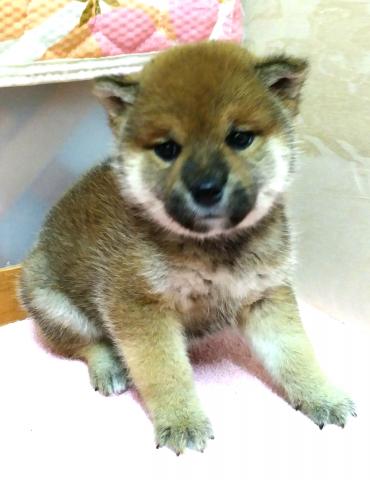 柴犬