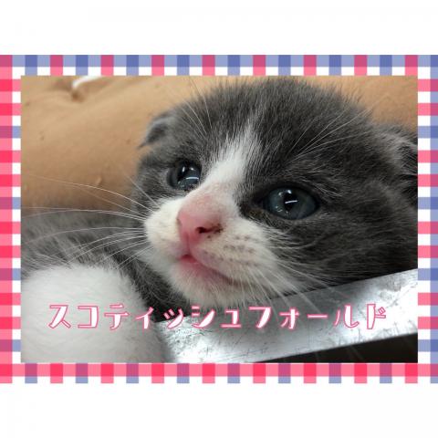 スコティッシュフォールド