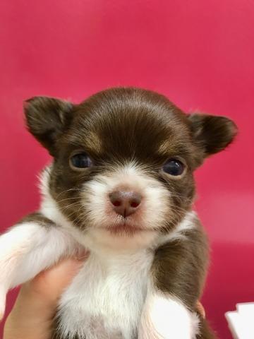 チワワ（ロングコート）