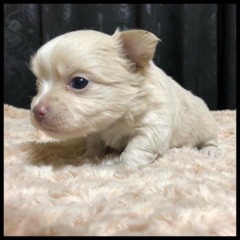 チワワ（ロングコート）