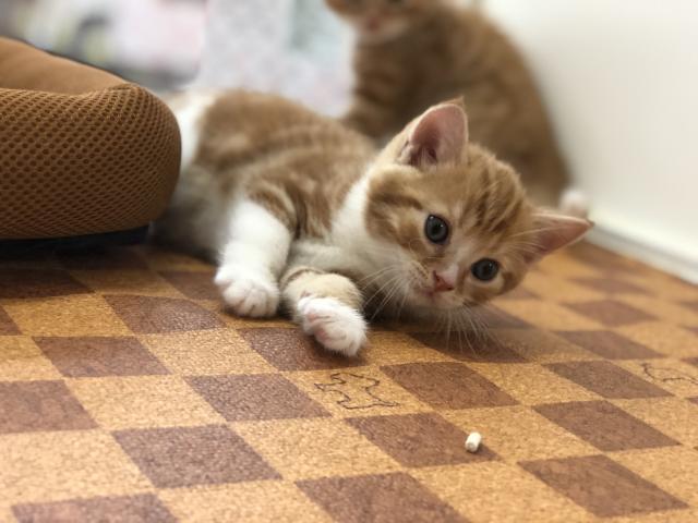 スコティッシュフォールド