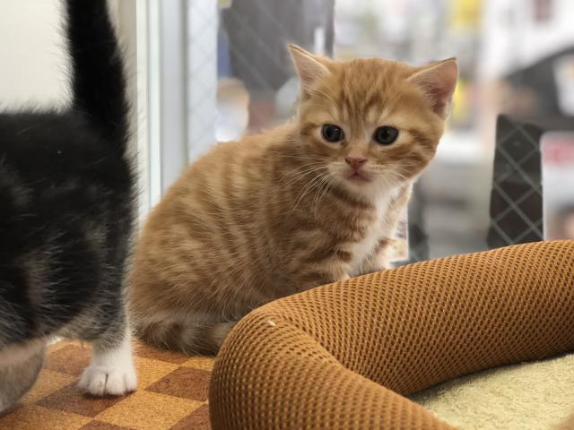 スコティッシュフォールド