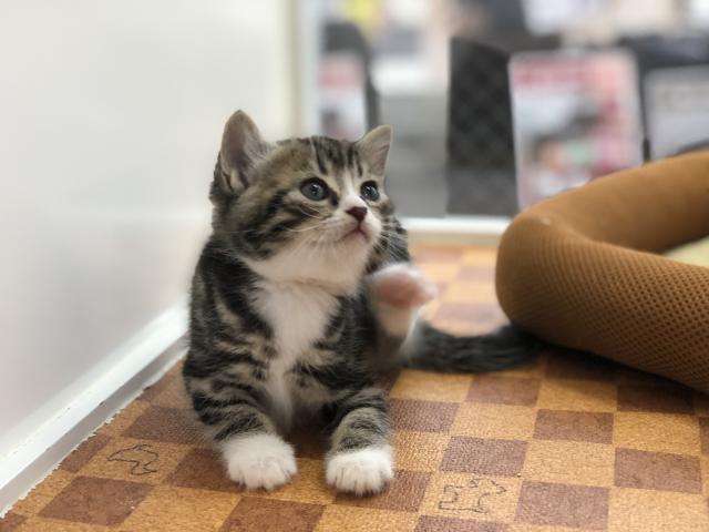 スコティッシュフォールド