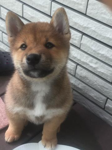 柴犬両親豆柴認定犬