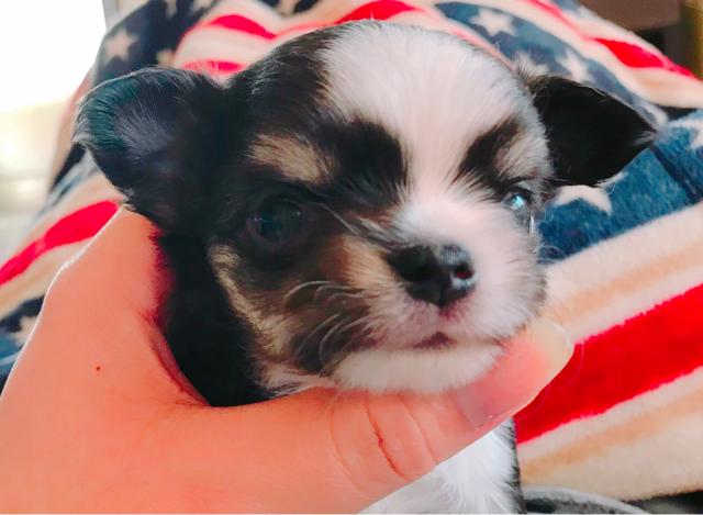 チワワ(ロングコート)