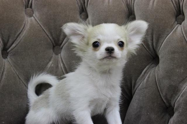 チワワ（ロングコート）