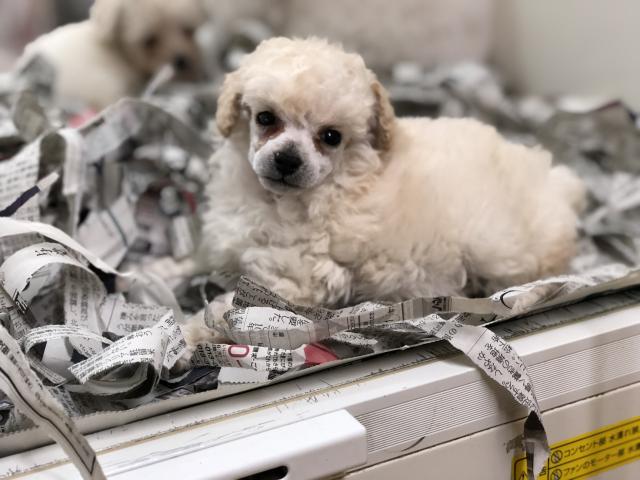 トイプードル